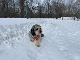 Dog in the snow