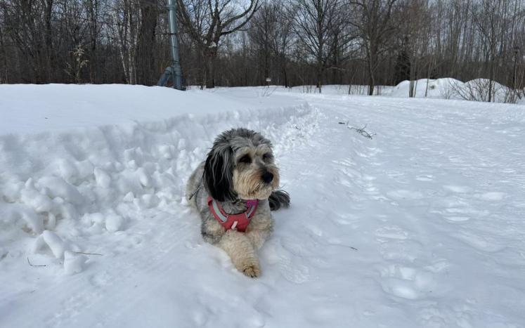 Dog in the snow